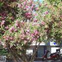 Tree with flowers
