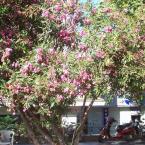 Tree with flowers