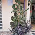 Mediterranian Arrangement