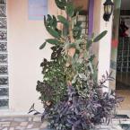 Mediterranian Arrangement