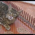 Kedi gezinse bir na�me ��kar