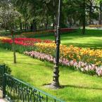 Emirgan Grove