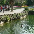 Emirgan Grove
