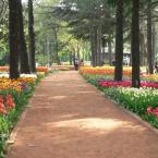 Emirgan Grove