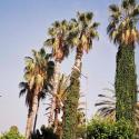 Alanya