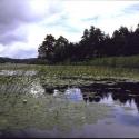 Lake Abant - Abant Golu