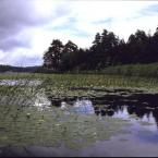 Lake Abant - Abant Golu