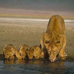 ...the lioness family... ;-)