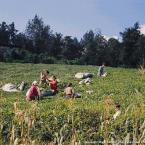 picking tea