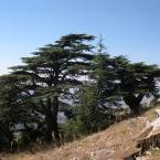 Cedrus libani