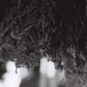 Dried spices