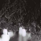 Dried spices