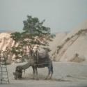 a camel