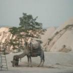 a camel