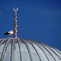 Stork on mosque