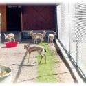 Ceylan- Antelope