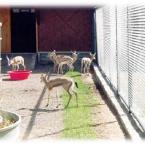 Ceylan- Antelope
