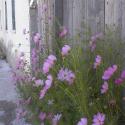 Cosmos blooming by fence