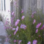 Cosmos blooming by fence
