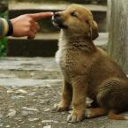 Puppy