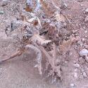 Thistles