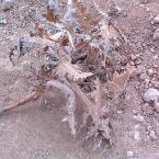 Thistles