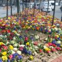 spring