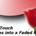 faded rose