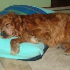 My Cocker Spaniel
