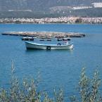 Aegean