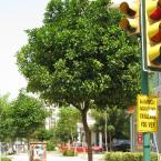 Orange Tree