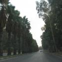 Palm trees in Adana