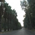 Palm trees in Adana