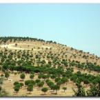 Landscape near Bergama