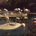 Flamingo Park, Istanbul