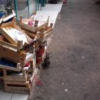 kitten in market in Besitas district