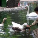 Kugulupark, Ankara