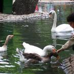 Kugulupark, Ankara