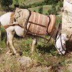 Transport