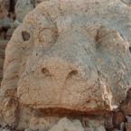 head of a lion