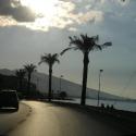 Palmtrees alongside the boulevard,  G�ztepe