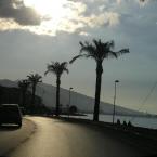 Palmtrees alongside the boulevard,  G�ztepe