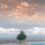 Pamukkale tree