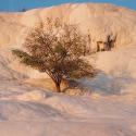 Pamukkale tree