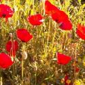 Anatolian Poppies