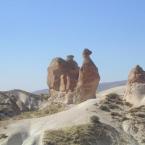 Camel