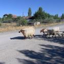 Sheep