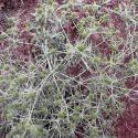 Thistles