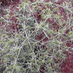 Thistles