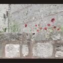 Flowers of Topkapi 